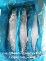 frozen spanish mackerel(scomberomorus niphonius) whole round bqf  - product's photo