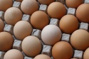 fresh brown chicken eggs available - product's photo