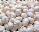 fresh white garlic - product's photo