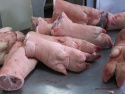 grade frozen pork ear /frozen pork feet / frozen pork tail - product's photo