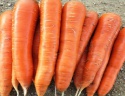 new crop fresh carrot / red carrot / carrots for sale - product's photo