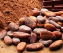 high grade dried raw cocoa beans for sale - product's photo
