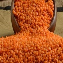 best quality green lentils | red lentils | brown lentils - product's photo