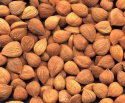 grade a apricot kernels - product's photo