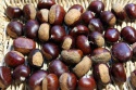 high quality chestnuts for sale - product's photo