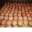 fresh table eggs white 40g-50g-60g-65g-70g - product's photo