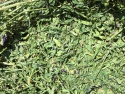 alfalfa hay /timothy hay - product's photo