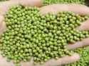 green mung beans and navy beans - product's photo