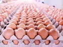 fresh eggs , white and  brown  farm  eggs  , table  eggs  for sale - product's photo