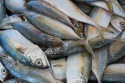 frozen oscar fish,tuna fish,mackerel fish, sardine fish,eel fish, - product's photo