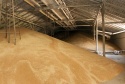 milling wheat fob novorossiysk russia - product's photo