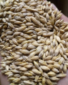 feed barley cif saudi arabia - product's photo