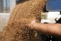 feed wheat fob russia - product's photo