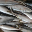 qs block bqf mackerel and pacific mackerel / frozen fish - product's photo