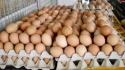 fresh chicken table eggs brown and white shell chicken eggs - product's photo