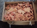 frozen chicken feet , wings , paws - product's photo