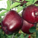 top red delicious apple - product's photo