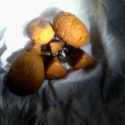 ox gallstones 80/20 cow,ox,cattle gallstones - product's photo