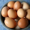 fresh chicken eggs and fertile hatching eggs - product's photo