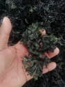 sea moss chondrus crispus irish moss wildcrafted - product's photo