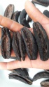 sea cumbers patthallus mollis dry - product's photo