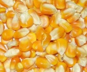 white and yellow corn - product's photo