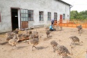  healthy ostrich chicks and fertile ostrich eggs for sale - product's photo