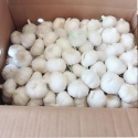 fresh white garlic for sale - product's photo