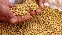 non gmo and gmo soybean - product's photo