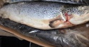 ice cold frozen salmon fish, atlantic frozen salmon /horse mackerel fi - product's photo
