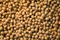 soya beans (non gmo) - product's photo