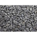 sunflower seed - product's photo