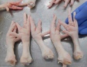 high quality halal frozen chicken paws - product's photo