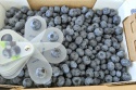 iqf frozen cultivated blueberries  - product's photo