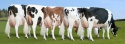 live dairy cows and pregnant holstein heifers cow for sale - product's photo