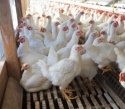broiler live chickens  - product's photo