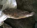 wholesale frozen fresh black grouper fish - product's photo