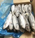 frozen horse mackerel fish - product's photo