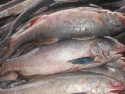 frozen red mullet sea fish. - product's photo