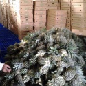 phu lae mini pineapples ,fresh pineapples   - product's photo