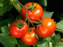 high quality fresh red tomatoes - pomodori, tomaten, pomidory, tomates - product's photo
