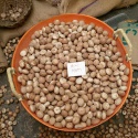 dried betel nuts/betel nuts for sale - product's photo
