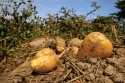 potato - product's photo