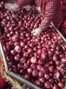 fresh onion for sale  - product's photo
