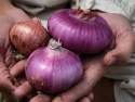 onion - product's photo