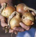 white onions - product's photo