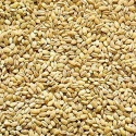 pearl barley  - product's photo