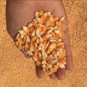yellow grain corn  - product's photo