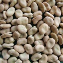 broad beans  - product's photo