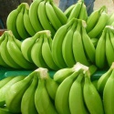 green cavendish banana  - product's photo